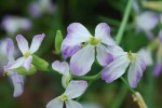 20150423春の草花-ダイコン　スズシロ-3